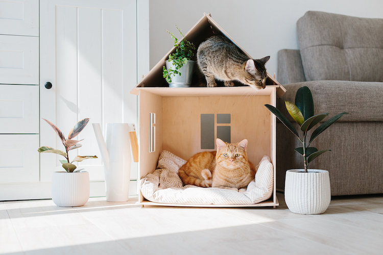 Come deve essere la casa perfetta per un gatto: i cosigli dell'esperto