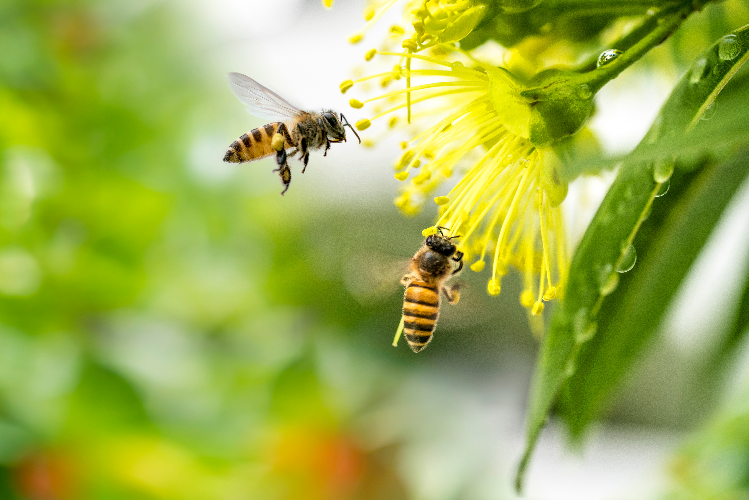 Api e vespe in casa: alcuni consigli utili per tenerli lontani