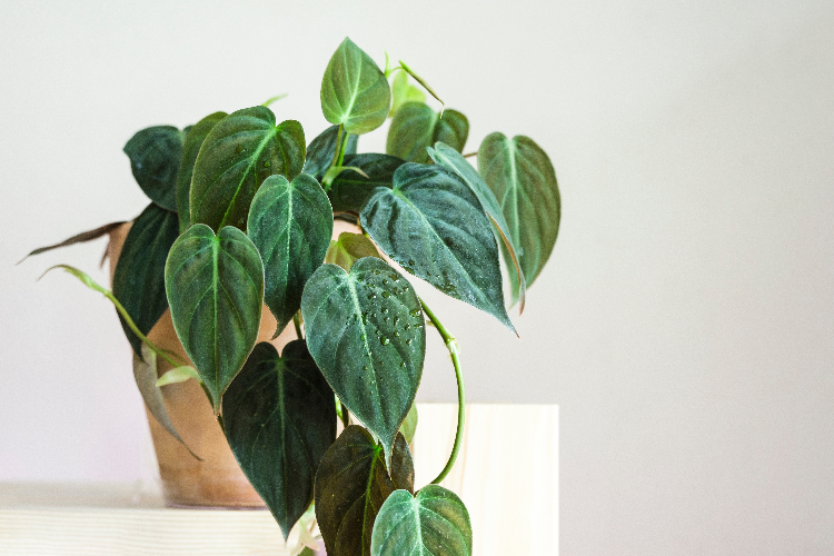 3 piante perfette da tenere in casa con poche cure e poca luce