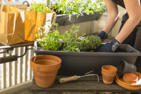 erbe aromatiche sul balcone