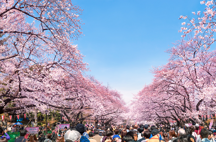 Tokyo, ciliegi fioriti in anticipo: gli effetti del cambiamento climatico  sul turismo