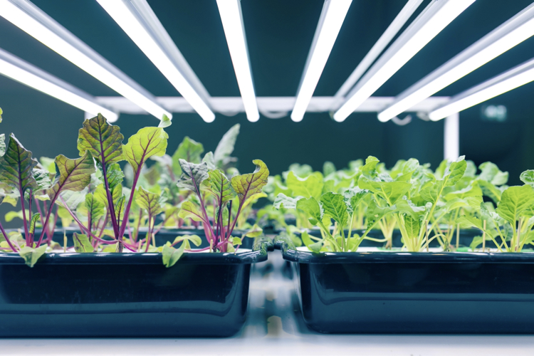 Luci artificiali per le piante d'appartamento: cosa sono e come sceglierle  - Immobiliare.it News