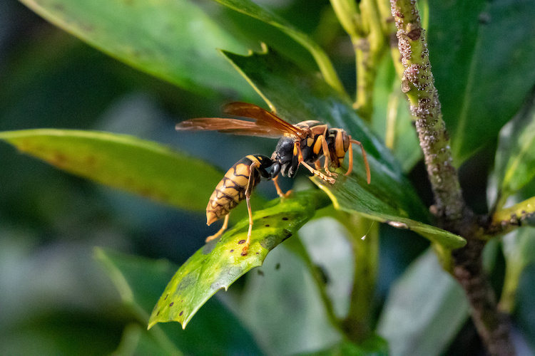 Come allontanare le vespe all'aperto nel giardino di casa - Immobiliare.it  News