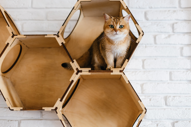 Come realizzare una parete con percorsi per gatti fai da te