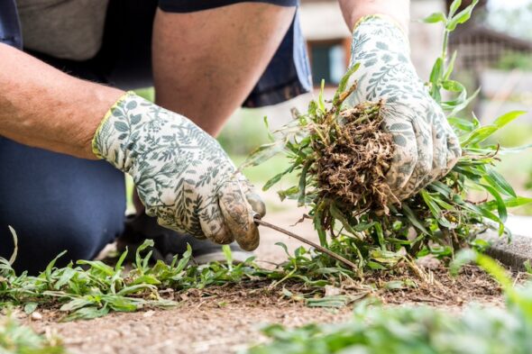 una persona toglie le erbacce dal giardino