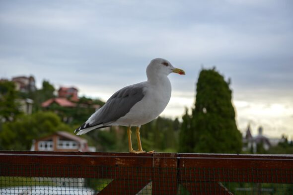 gabbiano sul balcone