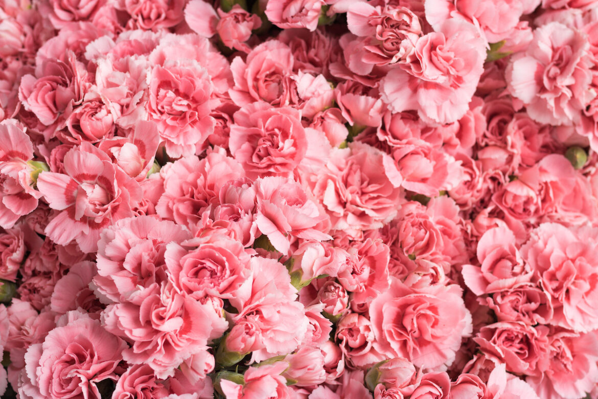 Fiori rosa, le 15 varietà più belle da coltivare in casa e in giardino