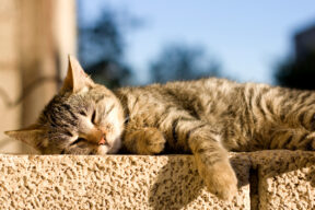 Come non far scappare il gatto dal proprio giardino