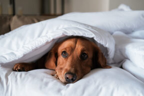 Cosa fare quando muore un animale domestico