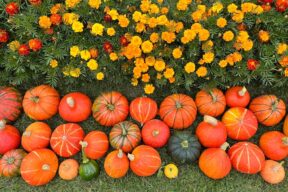 Cosa piantare a ottobre nell’orto, in vaso e in giardino