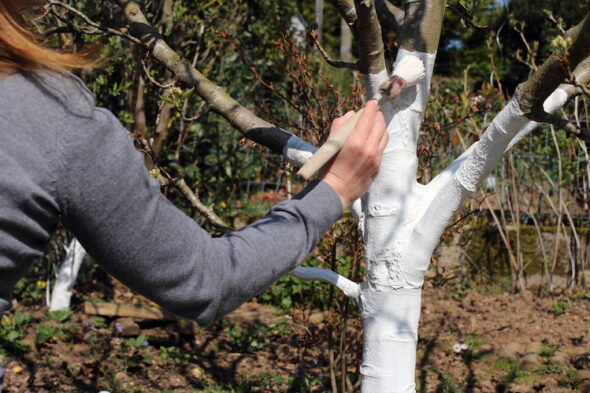 Perché si dipingono di bianco i tronchi degli alberi nei giardini e nei frutteti?