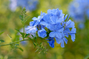 Plumbago in vaso o in giardino, come coltivare il 