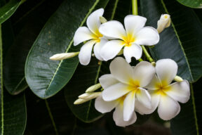 Come coltivare il Frangipani (o Pomelia) in vaso o in giardino