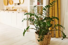 Zamioculcas in casa