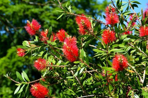 Callistemon