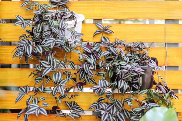 Tradescantia