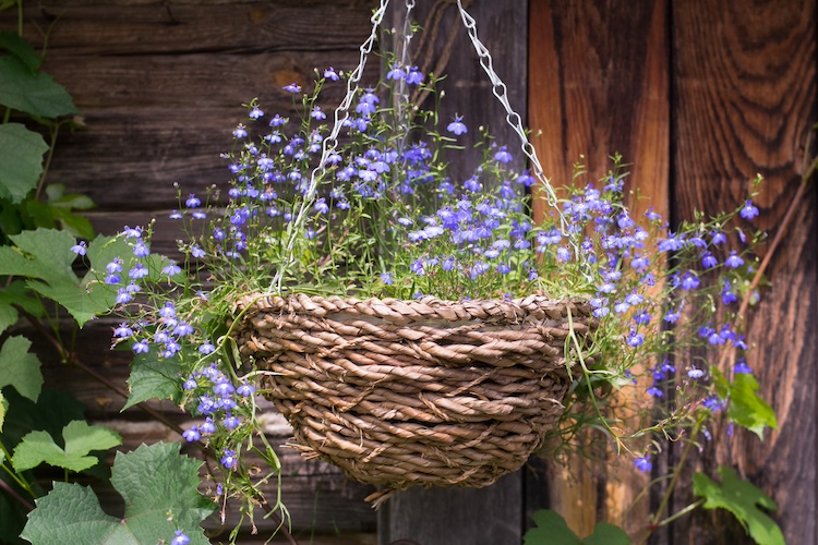 lobelia in vaso