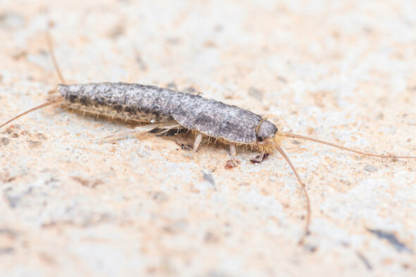 Pesciolino d'argento sul letto: è pericoloso?